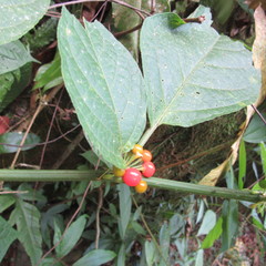 Witheringia solanacea