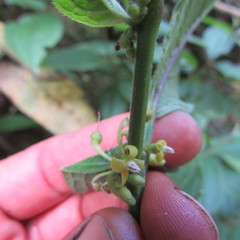 Witheringia solanacea