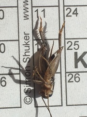 Lepidogryllus