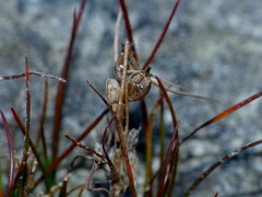 Juncus pusillus
