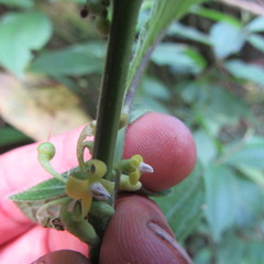 Witheringia solanacea