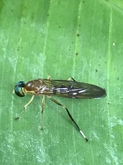 Ptecticus cingulatus