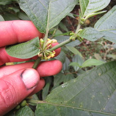 Witheringia solanacea