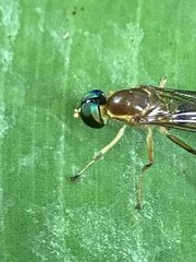 Ptecticus cingulatus