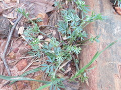 Ammoselinum butleri