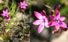 Thereianthus minutus