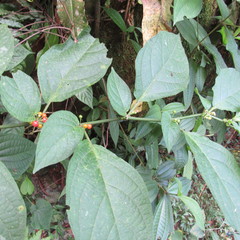 Witheringia solanacea