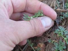 Ammoselinum butleri