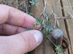 Ammoselinum butleri