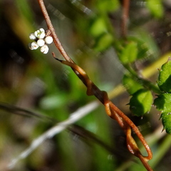 Cassytha glabella dispar