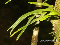 Lepisorus monilisorus