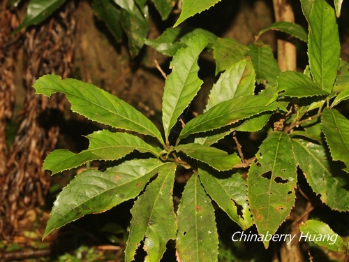 Helicia formosana iNat (3)