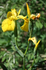Iris pseudacorus