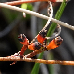 Cassytha glabella dispar