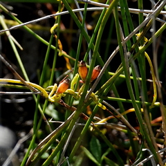 Cassytha glabella dispar