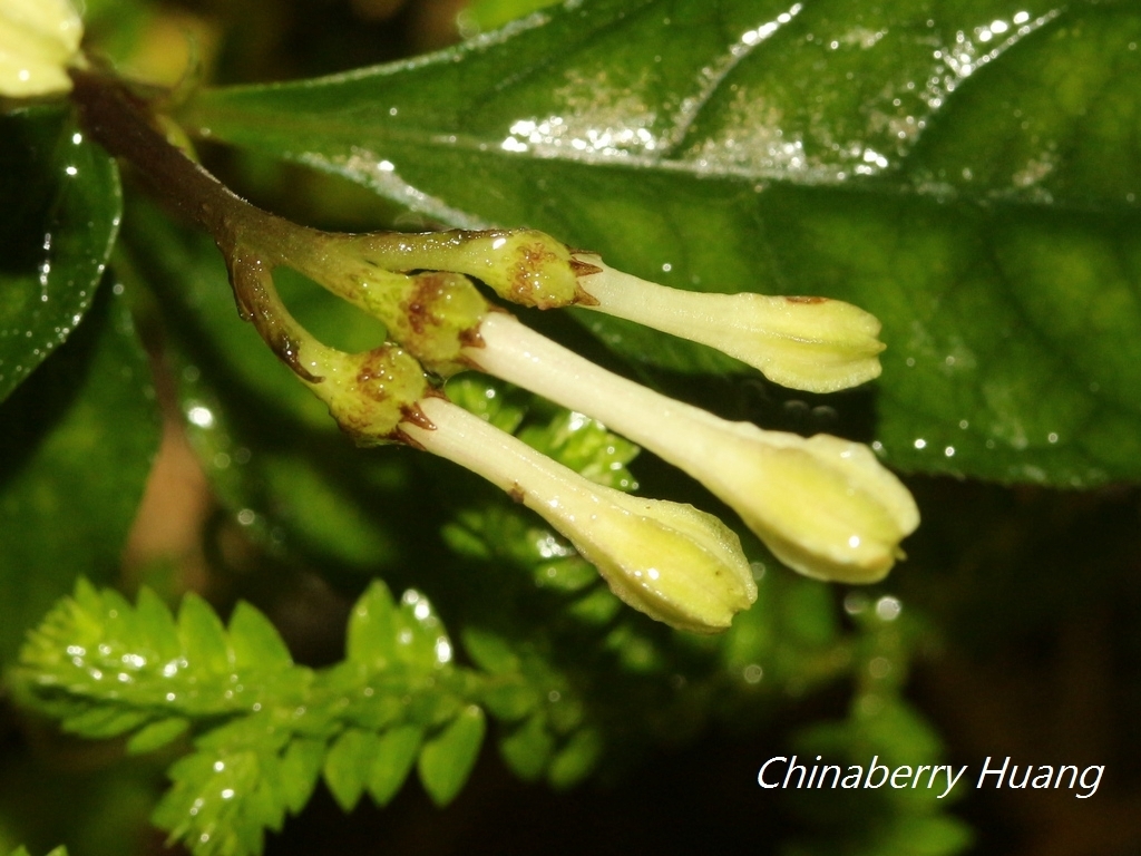 Ophiorrhiza hayatana