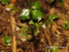 Sanicula lamelligera