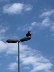 Phalacrocorax carbo
