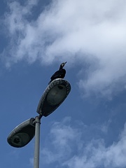 Phalacrocorax carbo