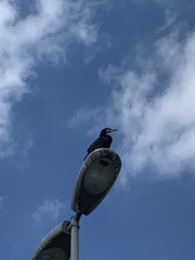 Phalacrocorax carbo