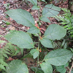 Witheringia solanacea