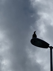 Phalacrocorax carbo