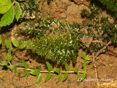 Trichomanes obscurum