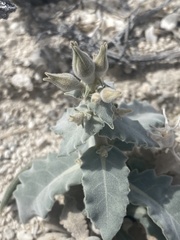 Mentzelia leucophylla