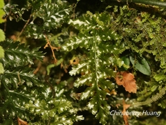 Trichomanes obscurum