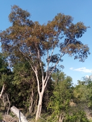 Albizia polyphylla image