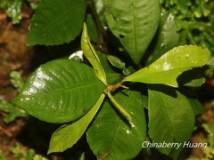 Ardisia chinensis