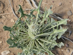 Caulanthus crassicaulis
