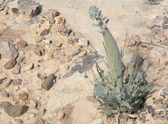 Caulanthus crassicaulis