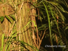 Haplopteris flexuosa