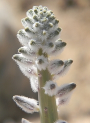 Caulanthus crassicaulis