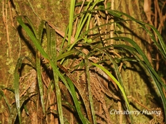 Haplopteris flexuosa