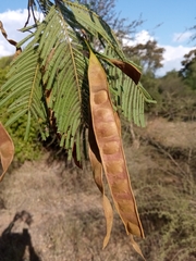 Albizia polyphylla image