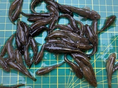 Rhinogobius candidianus