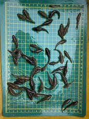 Rhinogobius candidianus