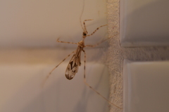 Stenolemus fraterculus