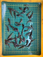 Rhinogobius candidianus