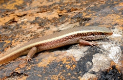 Eutropis carinata