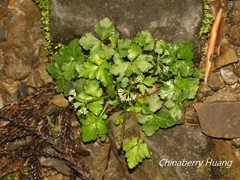 Sanicula lamelligera