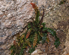 Blechnum membranaceum