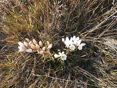Gentianella corymbifera gracilis