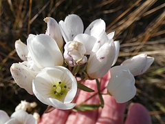 Gentianella corymbifera gracilis