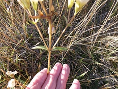 Gentianella corymbifera gracilis