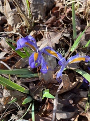 Iris verna smalliana