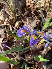Iris verna smalliana