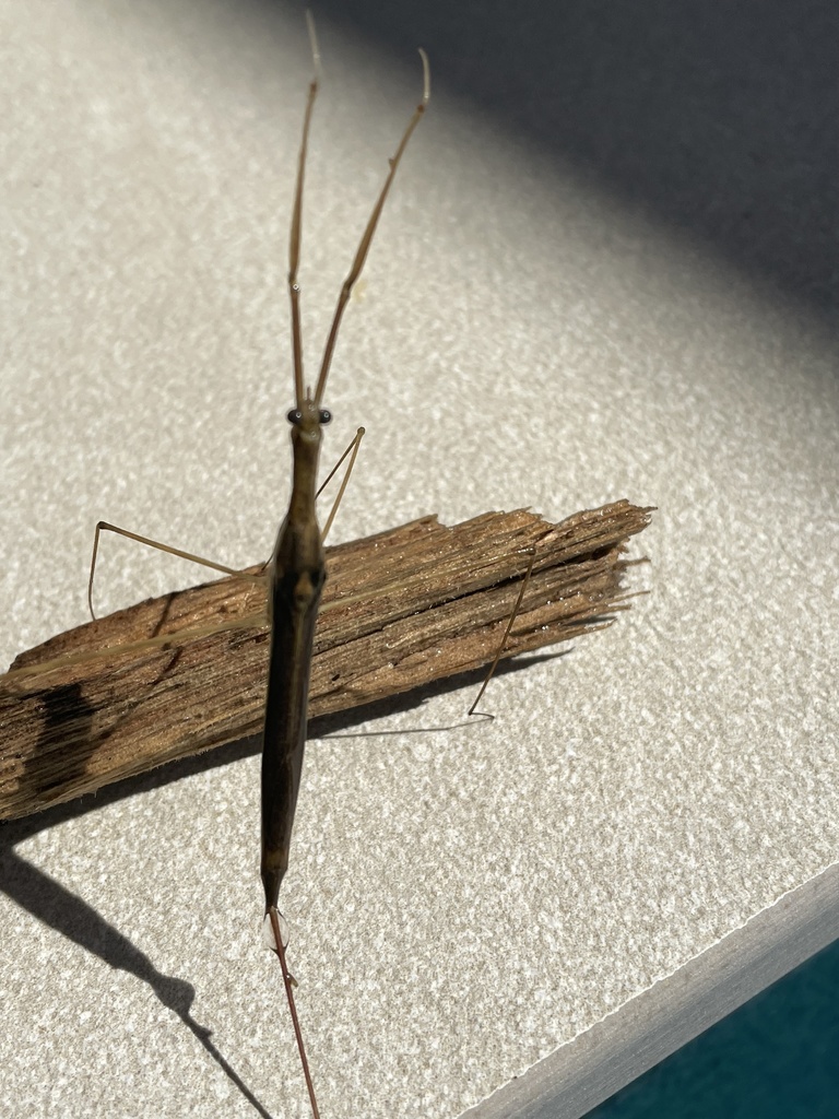 Needle Bug from Watson Rd, Armstrong Creek, QLD, AU on April 15, 2022 ...